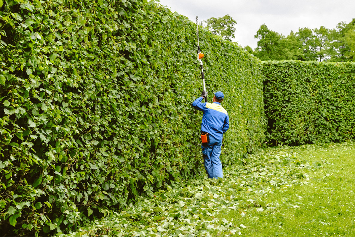 Remise en état jardin